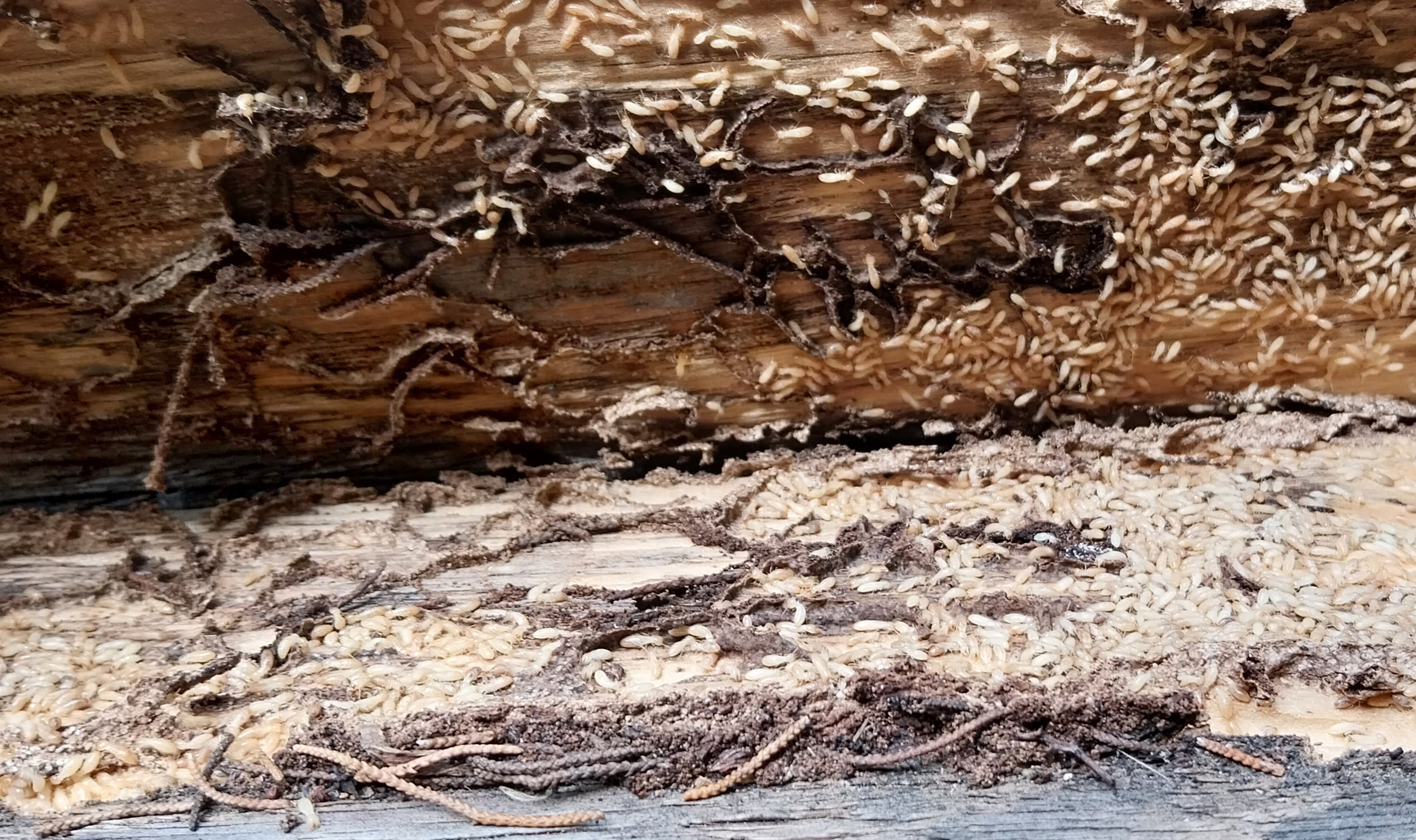 Gallura Disinfestazioni