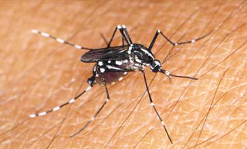 La zanzara è l'animale più pericoloso della terra