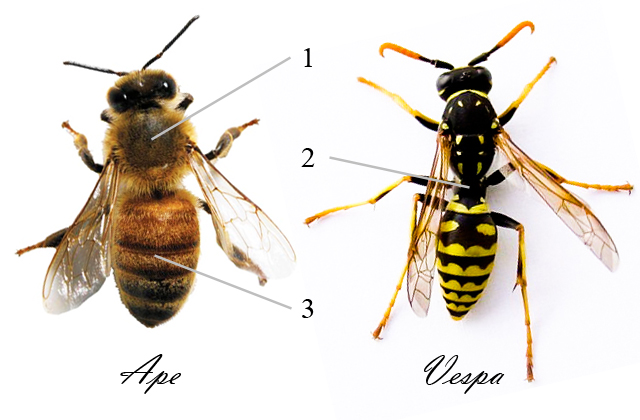 Differenza tra ape e vespa