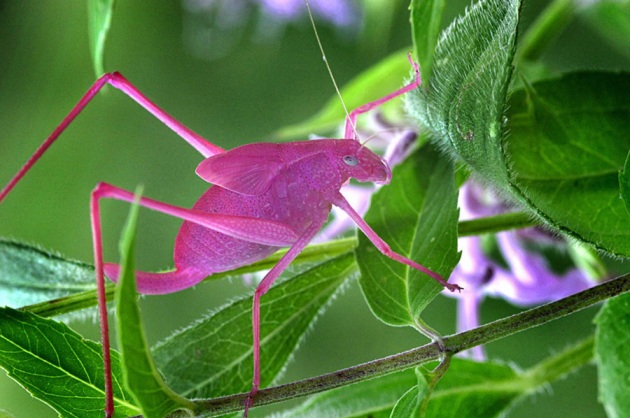 La cavalletta rosa