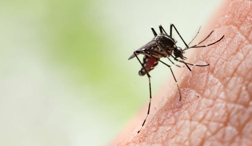 Disinfestazioni zanzare: Virus Chikungunya