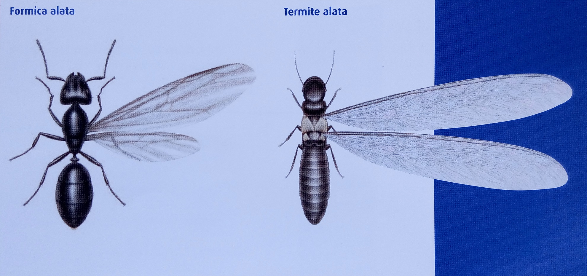 Differenza tra formiche alate e termiti