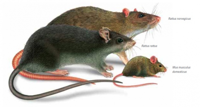 Differenza tra topo e ratto