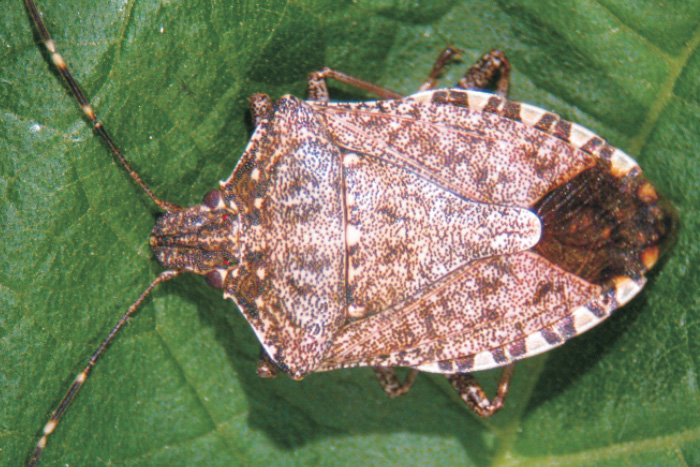 Cimici