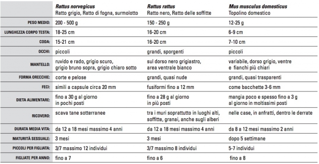 Differenza tra topo e ratto