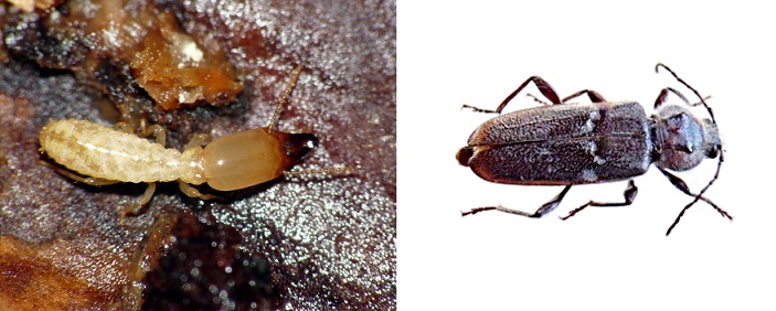 Le principali differenze tra le infestazioni da Termiti e da Tarli