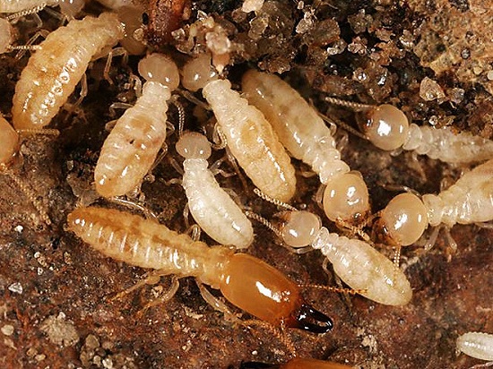 I danni causati dalle termiti
