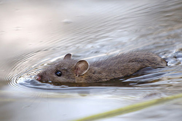 Topo in acqua