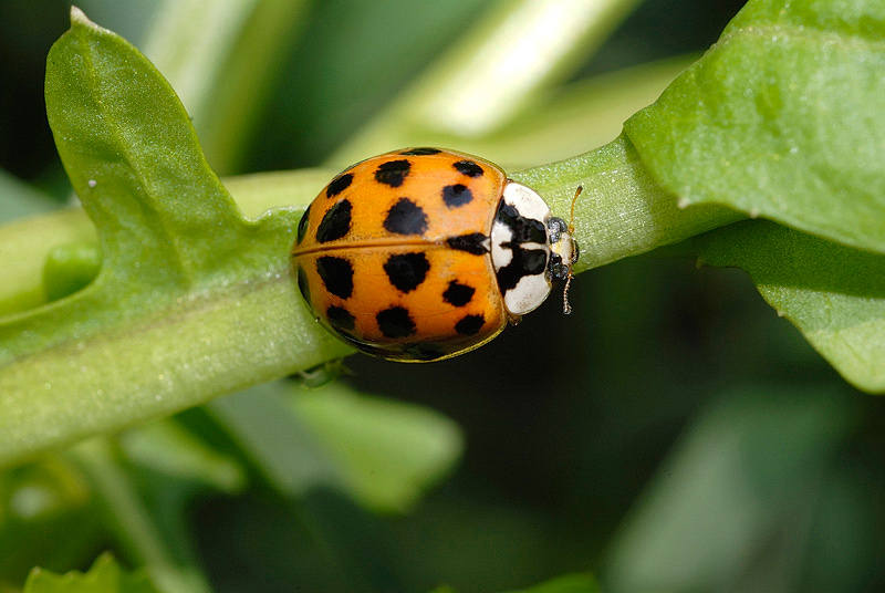 Coccinella Arlecchino