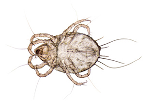 Dermatophagoides pteronyssinus