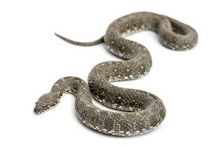 Coluber viridiflavus