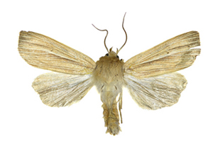 Mythimna unipuncta