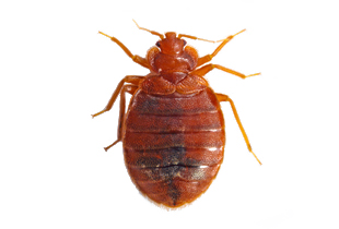 Cimex lectularius