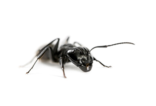 Camponotus spp.