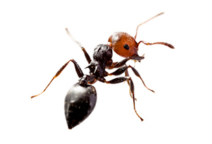 Crematogaster scutellaria