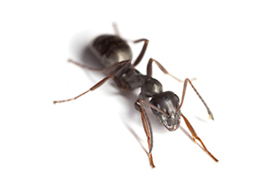 Lasius niger