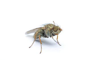 Drosophila spp.