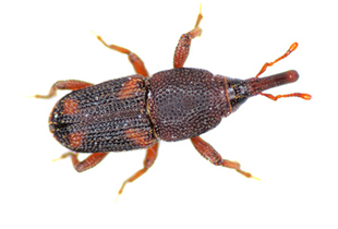 Sitophilus oryzae