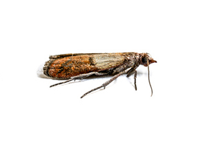 Sitotroga cerealella