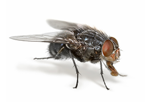 Musca domestica