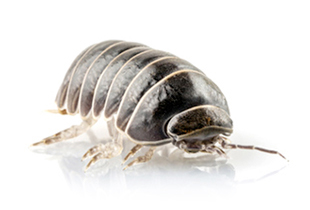 Armadillidium vulgare