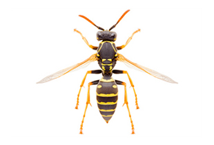 Polistes gallicus