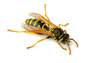 Vespula vulgaris