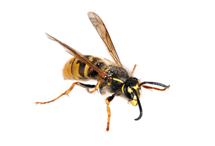 Vespula germanica