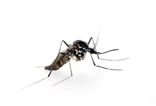 Aedes albopictus