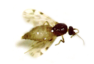 Culicoides imicola