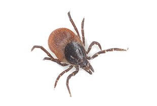 Ixodes ricinus